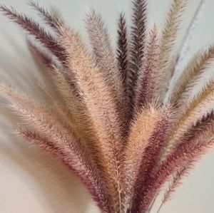 30 Fresh Cut To Order Pampas Grass